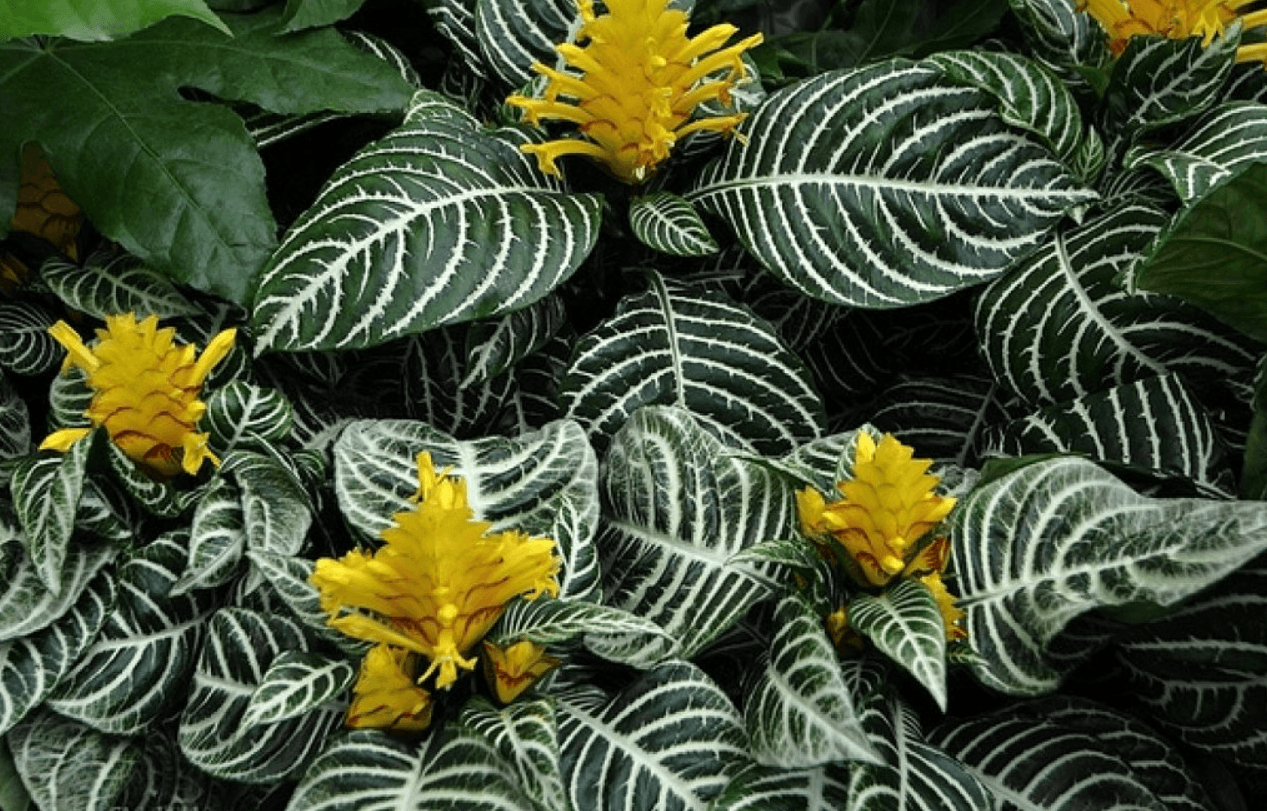 цветок с длинными полосатыми листьями название фото