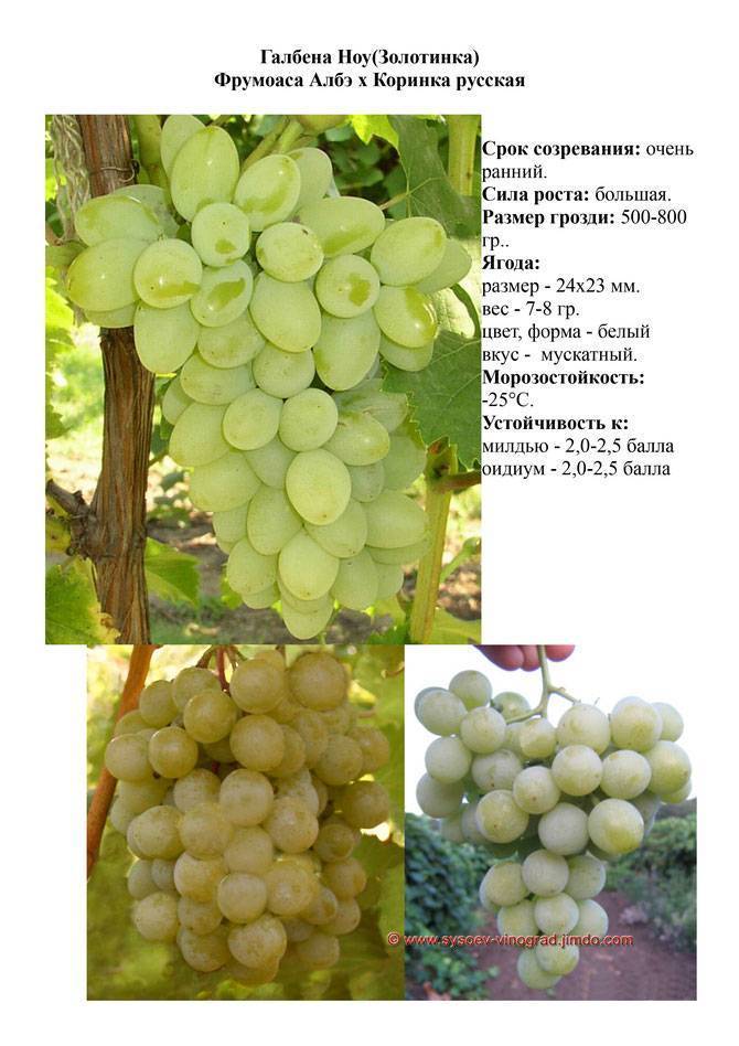 Сорт галбена ноу — один из вкуснейших виноградов