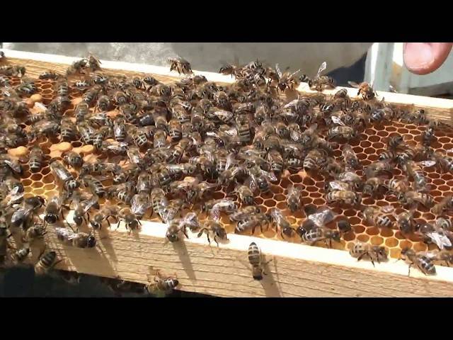 Как увеличить продолжительность жизни пчёл – советы по долголетию