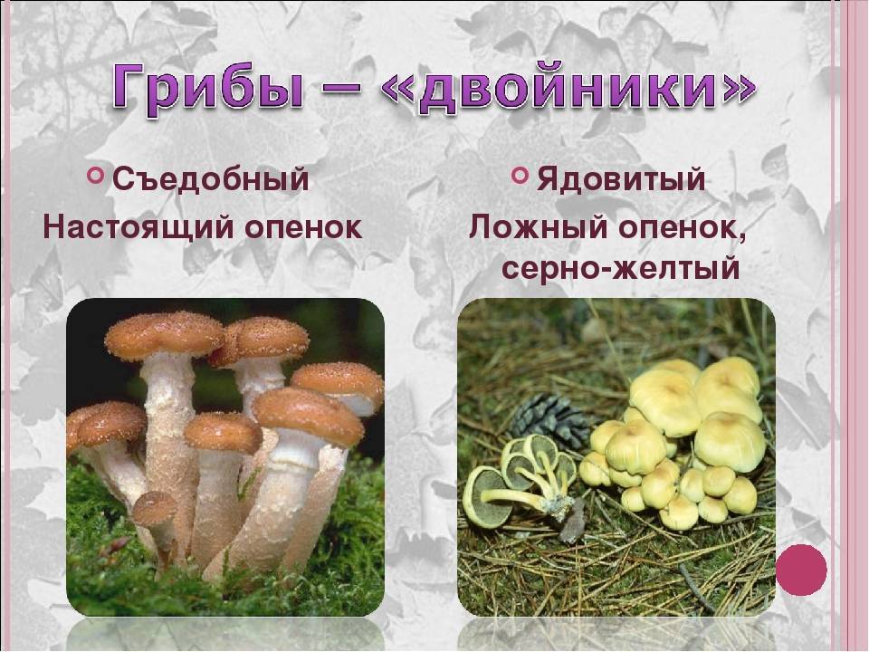 Ложные грибы двойники фото и описание