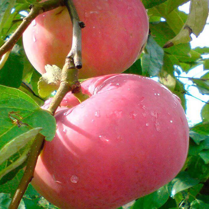 Описание сорта яблони эрли женева