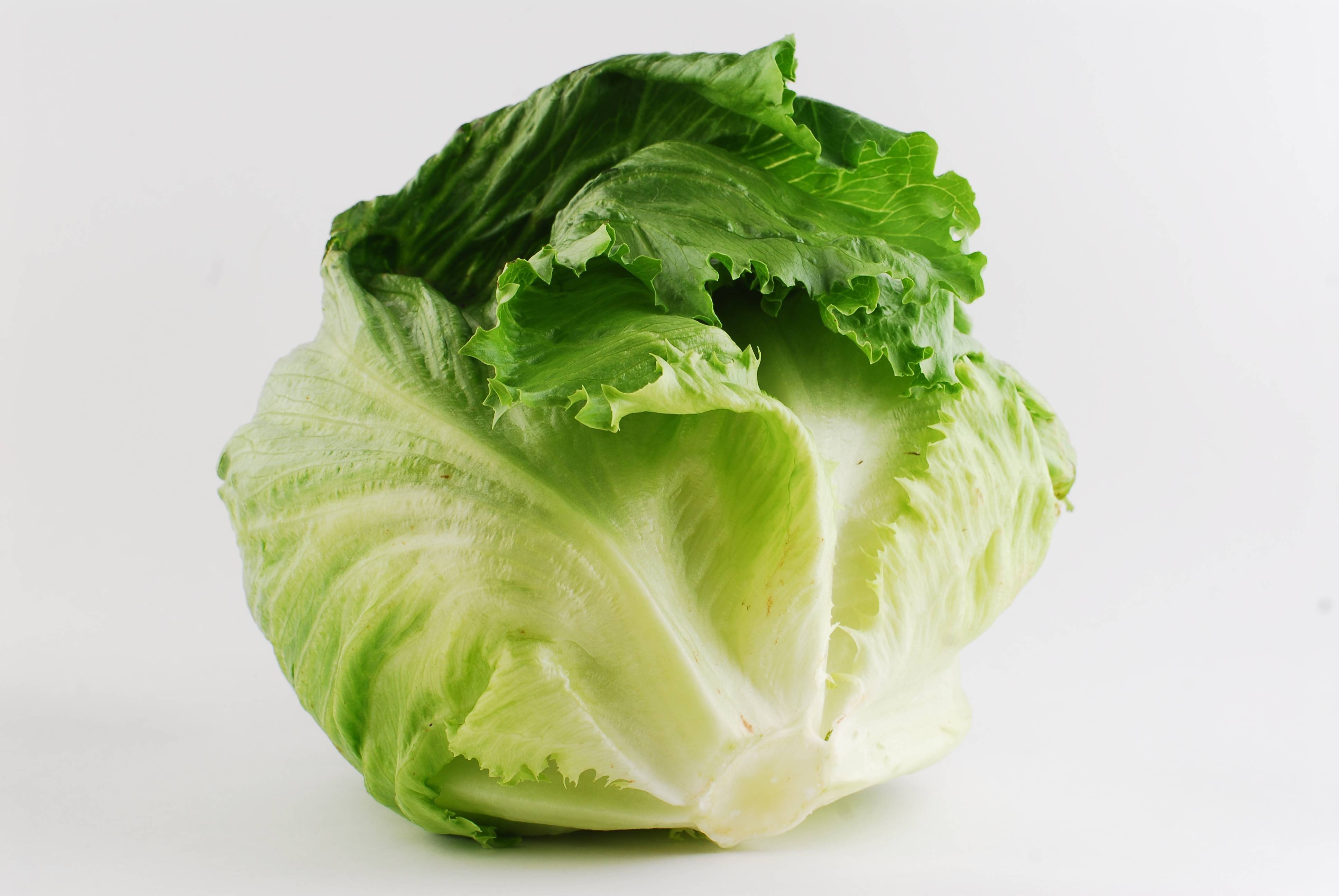 Салат айсберг – его выращивание; свойства и калорийность; рецепты блюд