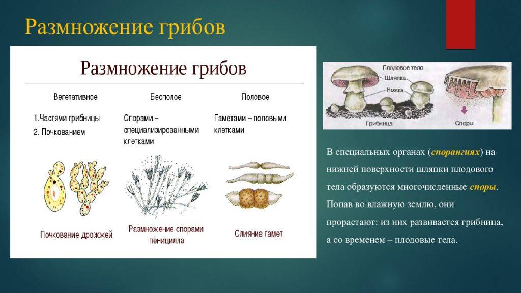 Размножение грибов мицелием. Размножение грибов. Орган размножения грибов. Половое размножение грибов. Половое и бесполое размножение грибов.