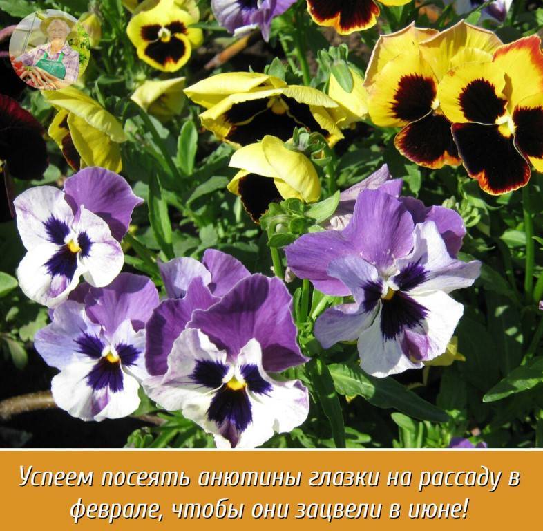 Виола: посадка, выращивание из семян, уход в открытом грунте, виды и сорта, разновидности растения виола болотная, корнута