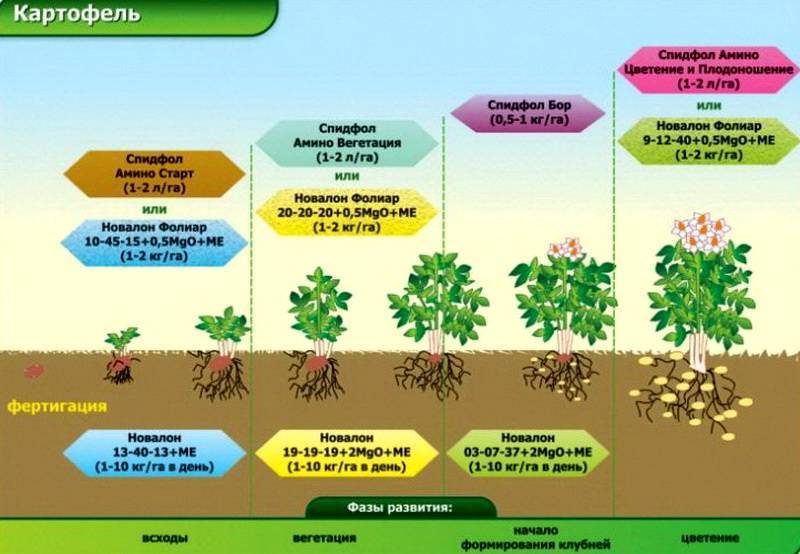 Удобрение плантафол для клубники, винограда: состав и инструкция по применению для ягод, овощей