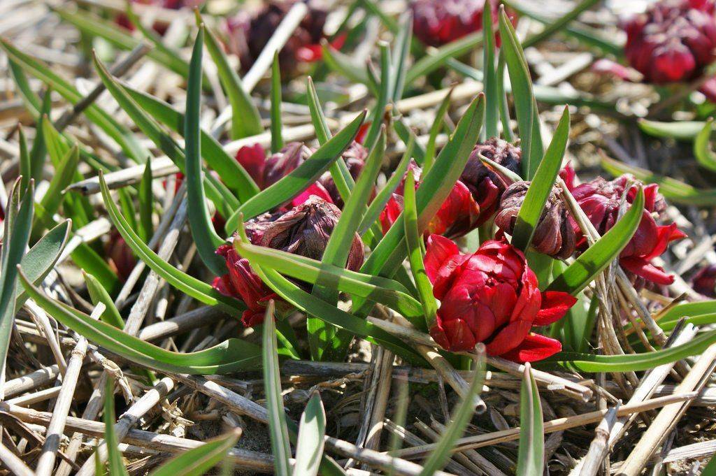 ᐉ пионовидные тюльпаны – фото и описания 10 лучших сортов