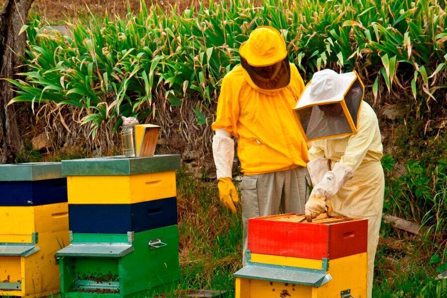 Разведение пчел – инструкция для начинающих пчеловодов