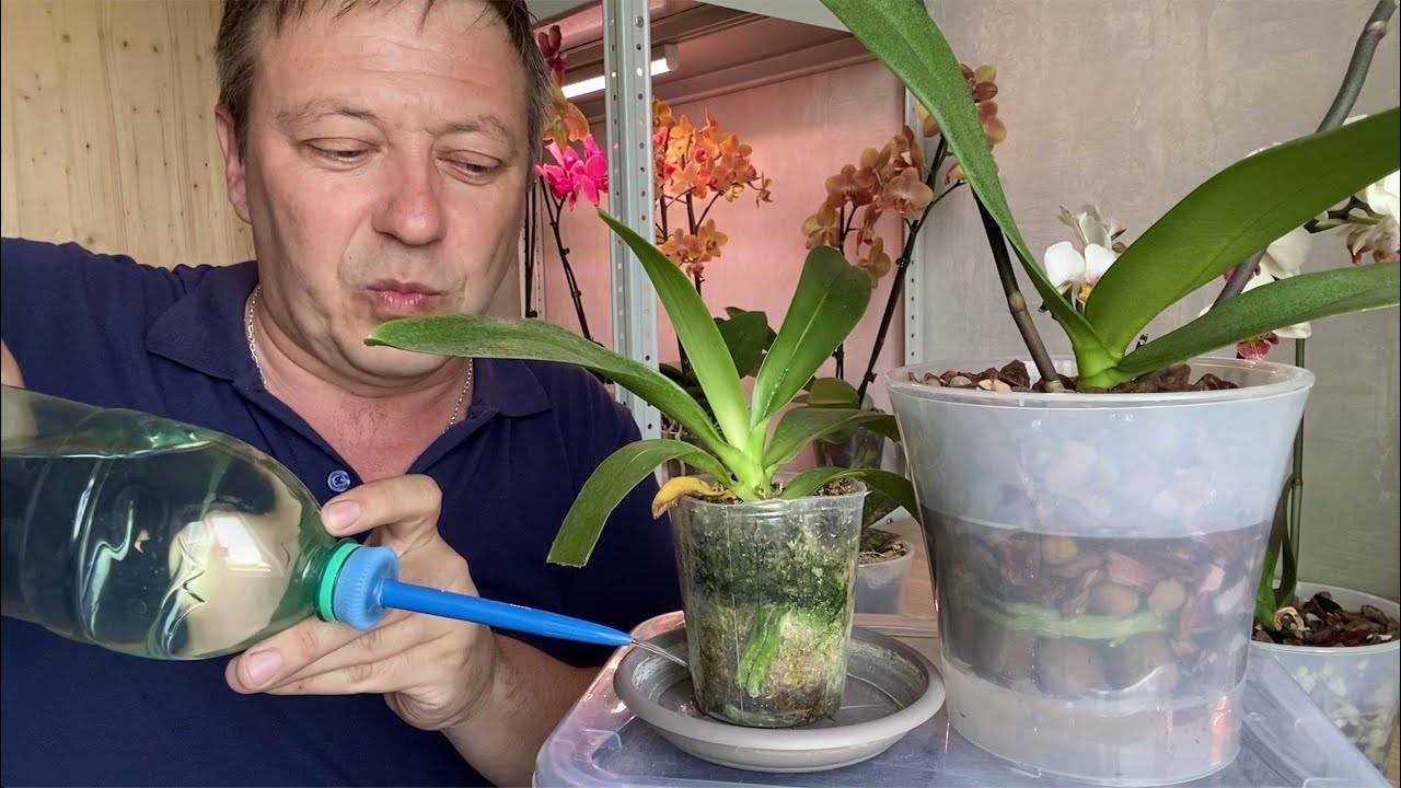 Как поливать орхидею в домашних условиях? особенности полива в определенное время развития. фото — ботаничка