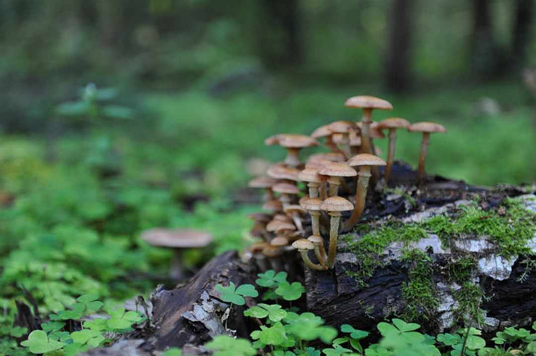 Съедобные грибы ленинградской области: фото и название, описание