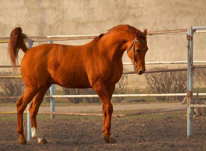 Будённовская лошадь: обзор характеристик и особенностей будённовской породы лошадей, разведение и продажа