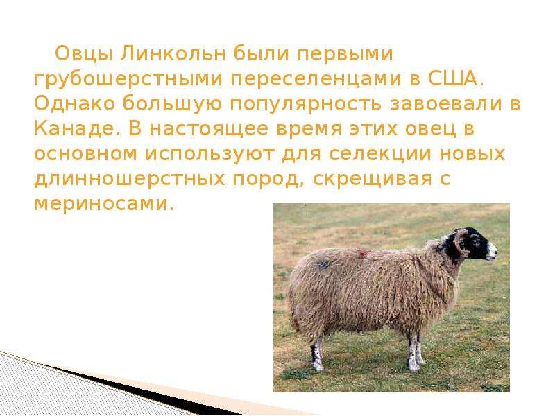 Породы овец - какие бывают