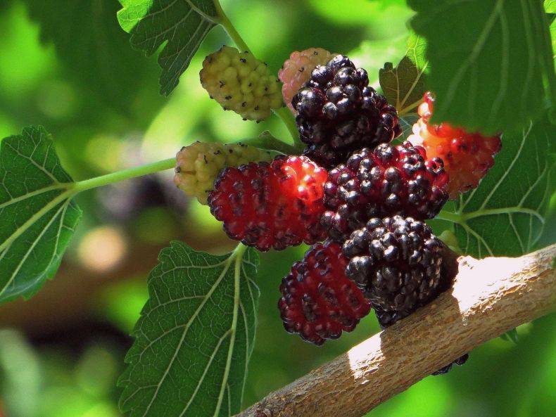 Шелковица (тутовник) полезные свойства, описание ягоды