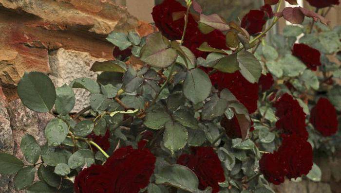 Плетистая роза "черная королева" (описание сорта, отзывы, уход, фото)