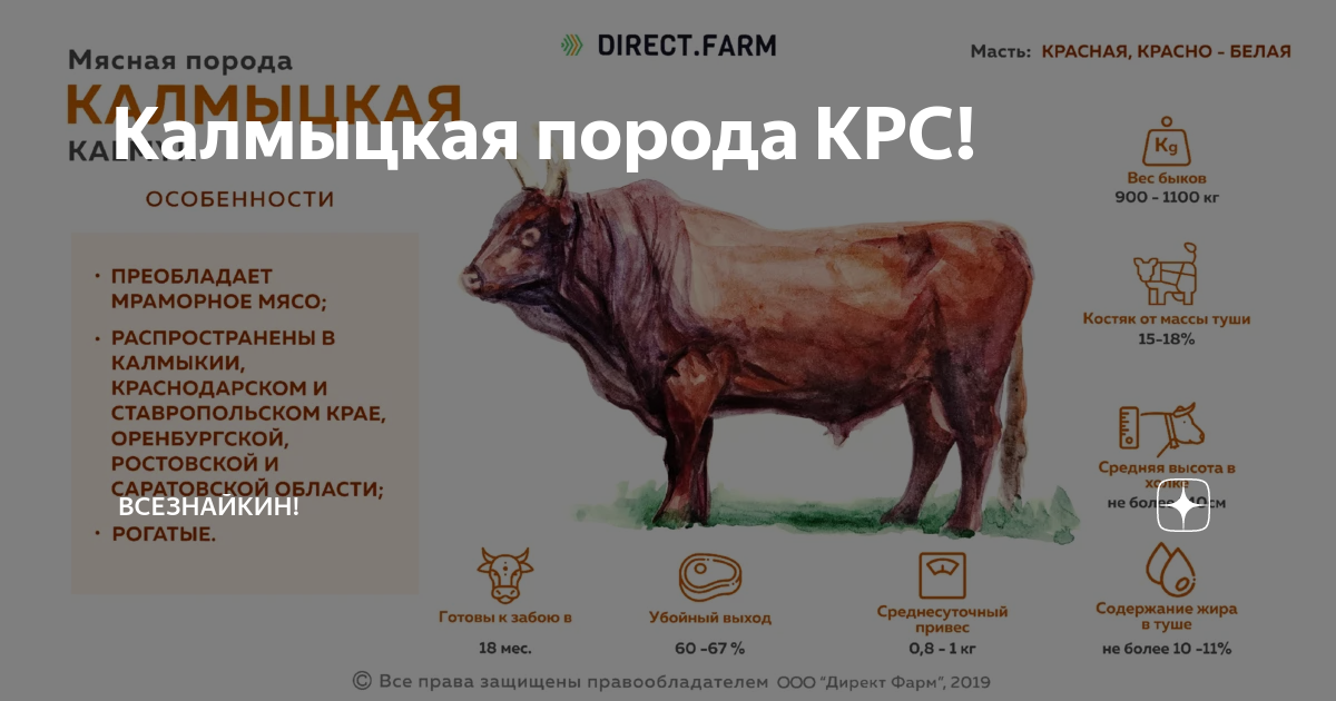 Калмыцкая порода коров описание, содержание и разведение