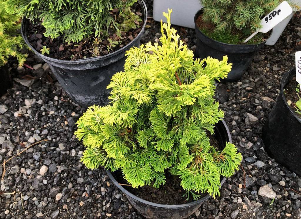Кипарисовик тупой нана грацилис (chamaecyparis obtusa nana gracilis)