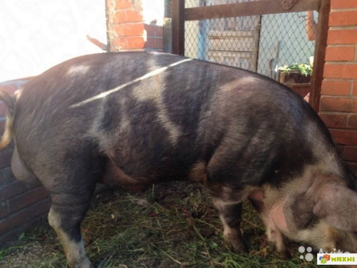 Миргородская порода свиней: характеристика, описание и уход