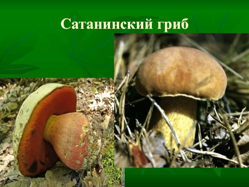 Сатанинский гриб на вкус. сатанинский гриб. съедобный или ядовитый? отличие съедобного от ядовитого гриба сатаны и почему его так называют +фото