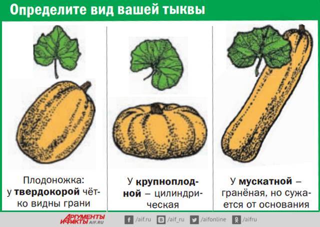 Как отличить рассаду кабачков от тыквы: фото, советы и инструкции, отличия рассады, семян и всходов
