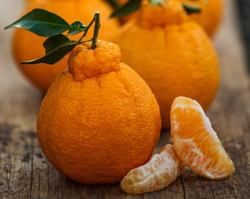 Гибрид лимона и апельсина название фото