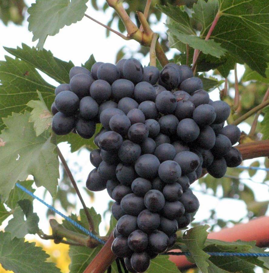 Виноград "краса никополя" - проверенный сорт