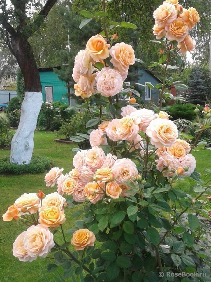 Роза чарльз остин (charles austin): фото и описание, отзывы