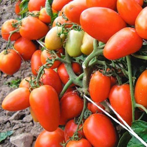 Разработанный японскими селекционерами томат «диаболик»: чем хорош и почему полюбился отечественным фермерам
