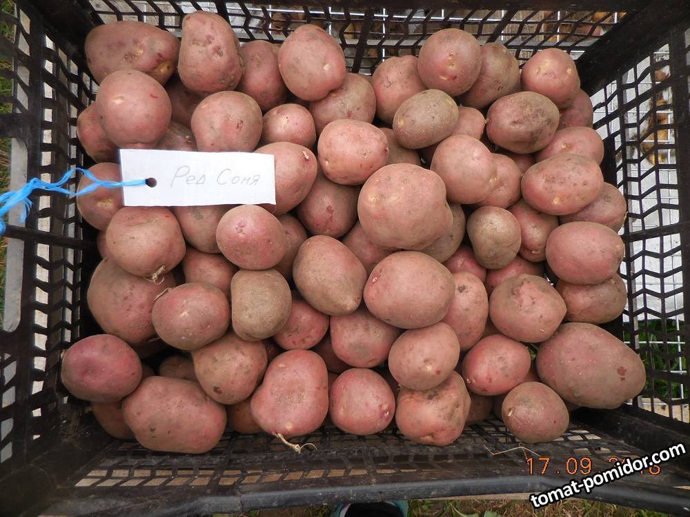 Картофель ред соня: описание сорта, фото, отзывы, урожайность, выращивание