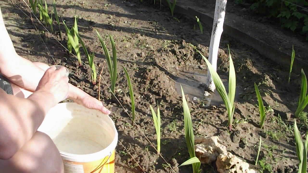 Обработка капусты нашатырным спиртом: применение аммиака, и можно ли поливать овощи подкормкой, как опрыскивать растения в открытом грунте на огороде и в теплицах?