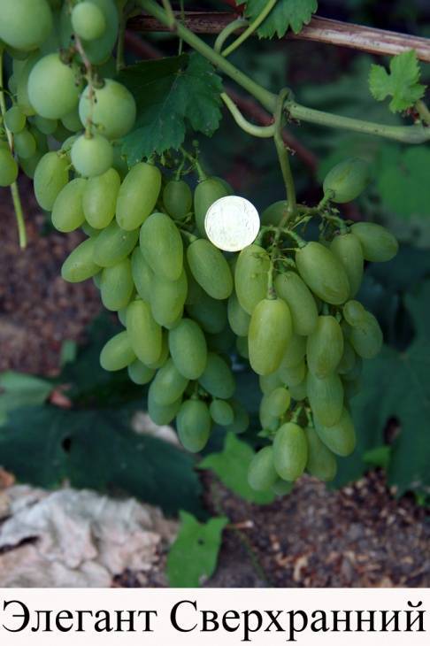 Виноград "элегант" сверхранний: описание сорта, фото, отзывы