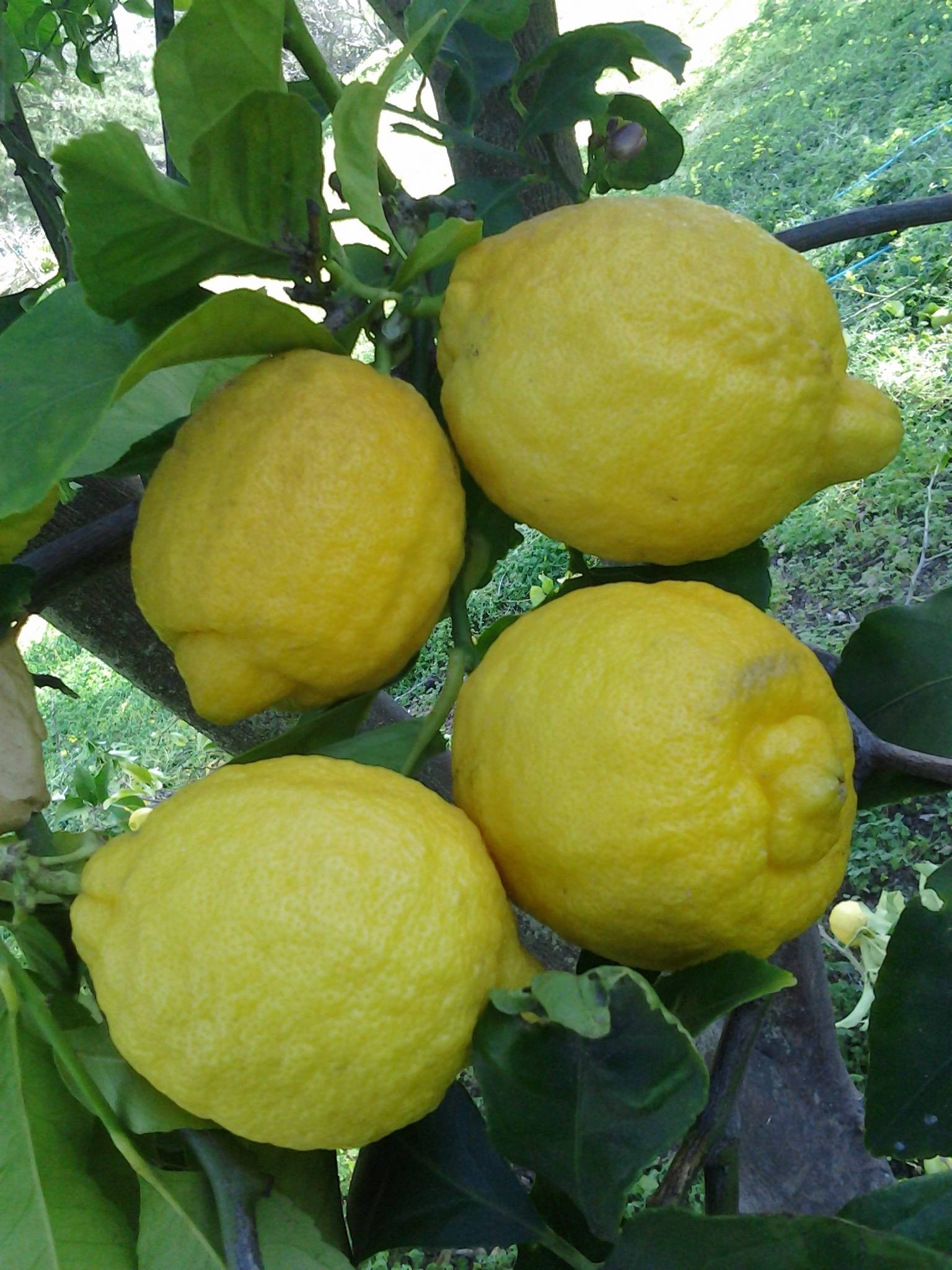 Сорта лимонов с фото и описанием: для домашнего выращивания, гибриды