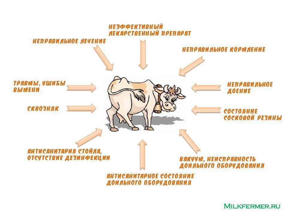 Маститы у коров презентация