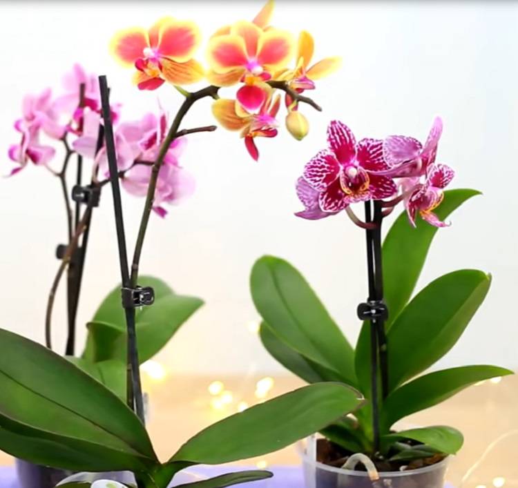 Какую орхидею выбрать для дома?