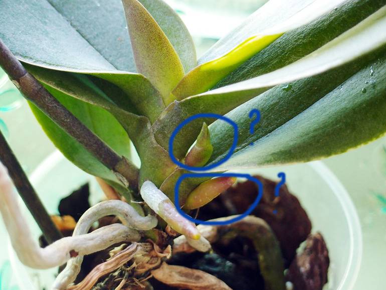Размножение орхидей корнями в домашних условиях: можно ли разводить растение при помощи воздушных отростков, как это делать правильно, советы по уходу