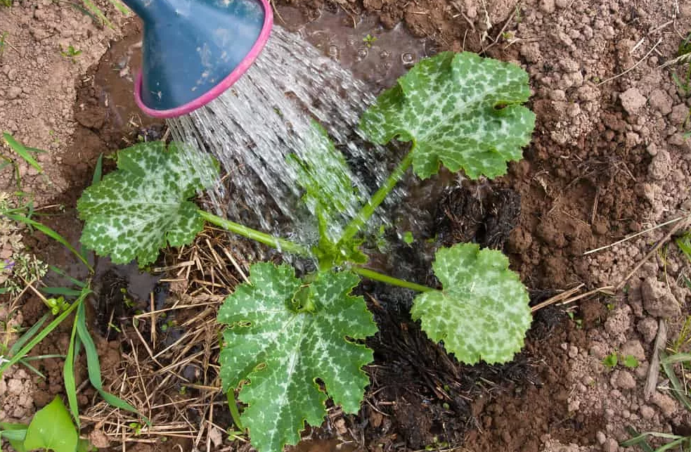 Как поливать кабачки в открытом грунте: методы