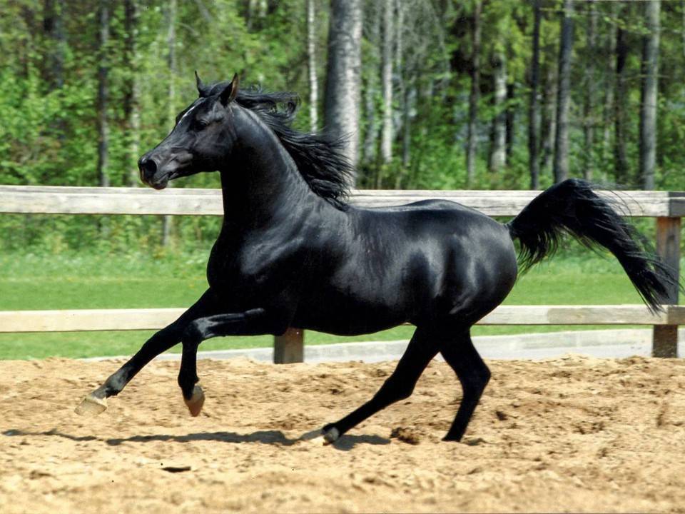 Арабская порода лошадей: история, типы и фото | мои лошадки