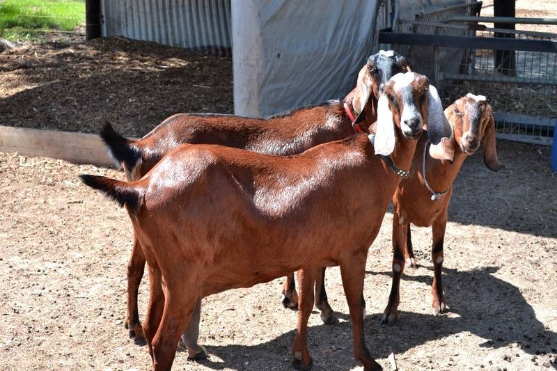 Нубийские козы – описание породы, фото, показатели продуктивности