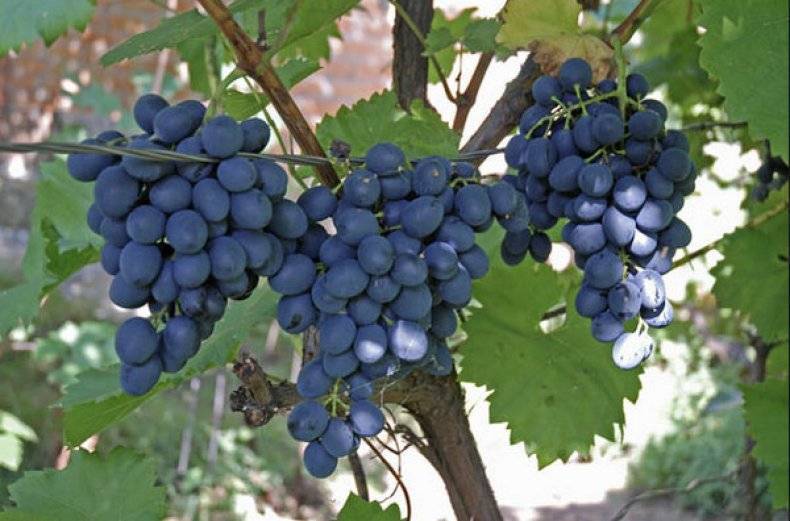 Сорта винограда молдавские. история сорта винограда молдова