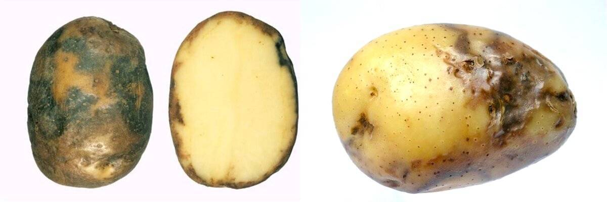 Фитофтора на картофеле: как бороться, чем обрабатывать