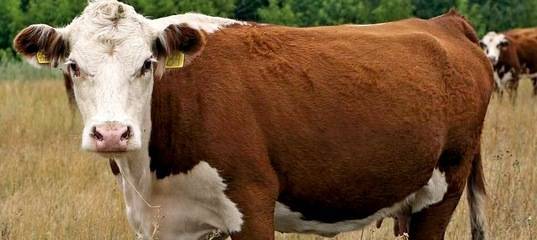 Казахская белоголовая корова – характеристика крс 2020