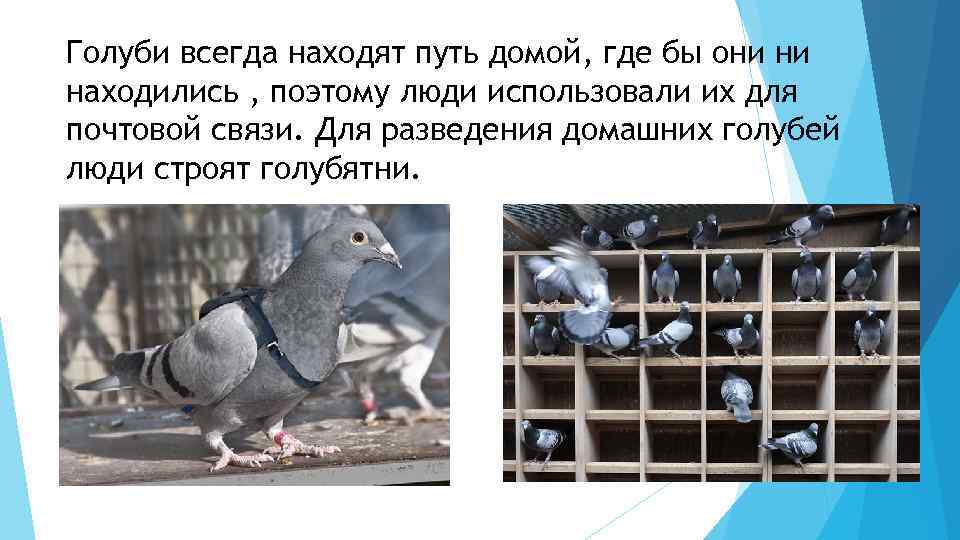 Составь по задаче схему рассуждений на голубятне было 42 сизых голубя