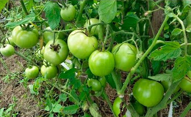 Как выращивать помидоры в открытом грунте в подмосковье