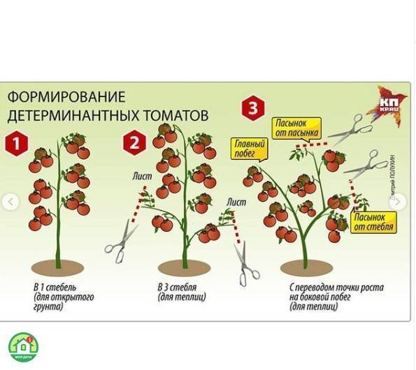 Как правильно формировать помидоры в 2 стебля в теплице фото