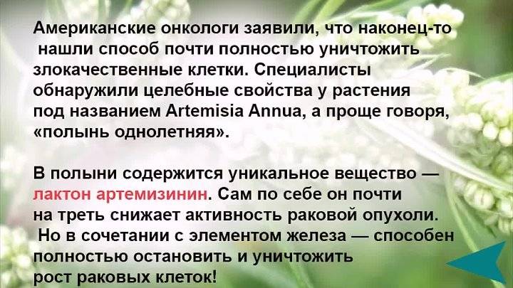 Польза полыни. Чем полезна Полынь трава для организма человека. Целебные свойства полыни. Полынь горькая полезные свойства и противопоказания. Трава Полынь лечебные свойства.