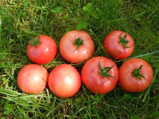 Торбей — голландский гибрид розовых томатов высокой урожайности и хорошего вкуса