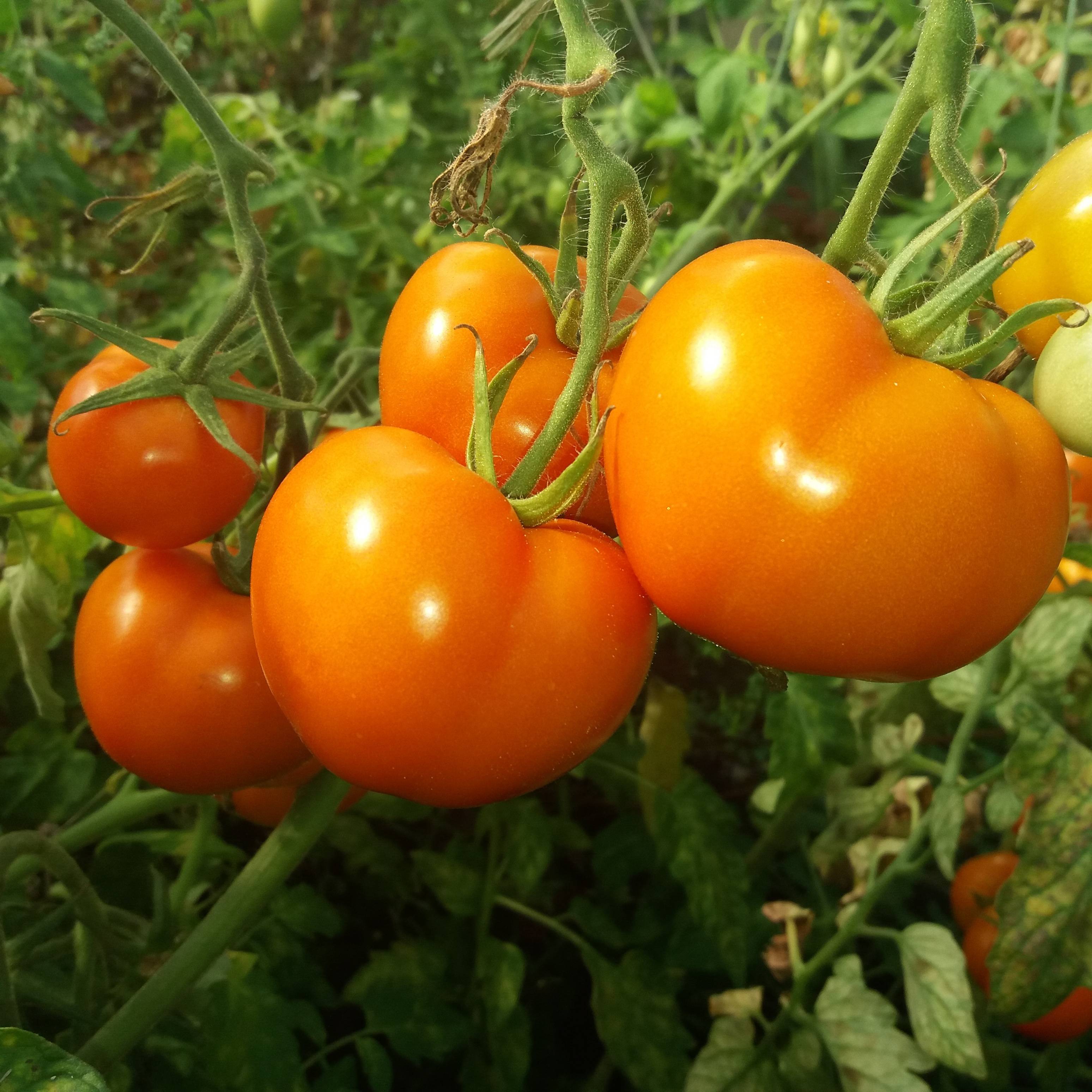 Описание сибирского томата оранжевое чудо, выращивание и правила ухода