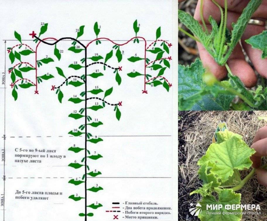 Схема, как нужно формировать и прищипывать кабачки в открытом грунте - все о фермерстве, растениях и урожае