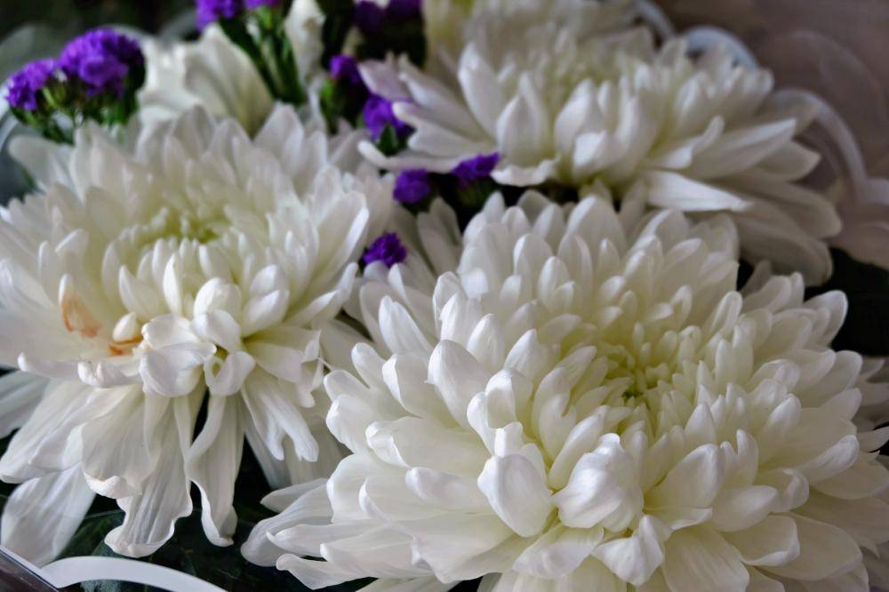 Белые хризантемы: сорта, особенности ухода, фото - sadovnikam.ru