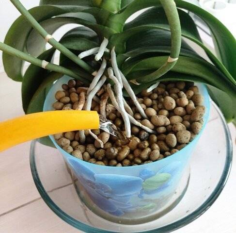 Пересадка орхидей из коры в керамзит: 7 шагов в помощь цветоводу