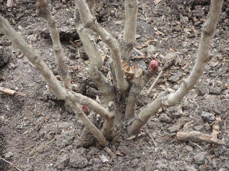 Древовидные пионы: посадка и уход, фото, сорта, укрытие на зиму