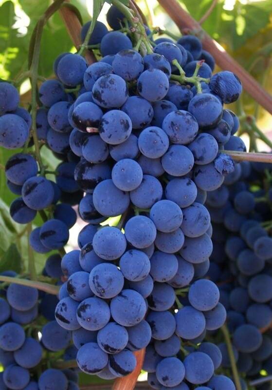 Высокоурожайный гибрид капелюшного — виноград «сенсация»